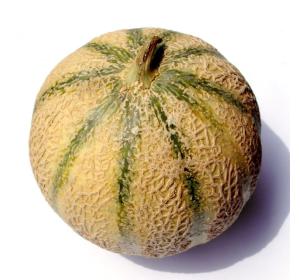 MELON CHARENTAIS