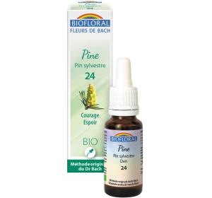 PIN SYLVESTRE N24