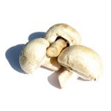 CHAMPIGNON KG