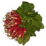 RADIS ROSE BOTTE