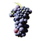 RAISIN MUSCAT KG