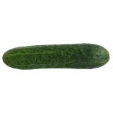 CONCOMBRE EPINEUX KG