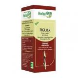 FIGUIER 50ML